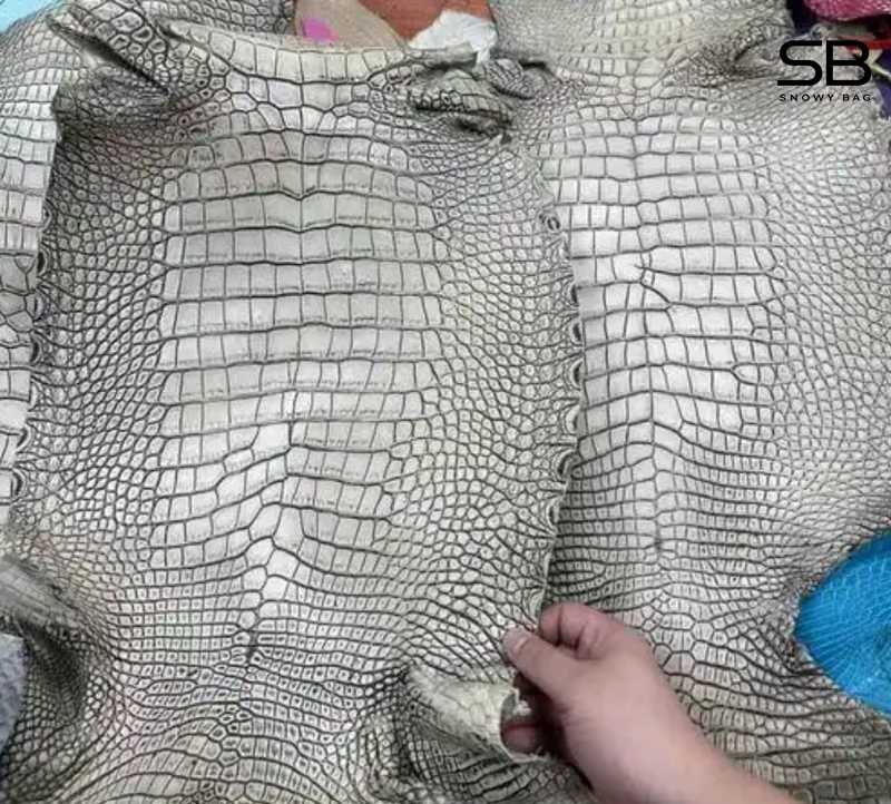Da Porosus - cá sấu nước mặn